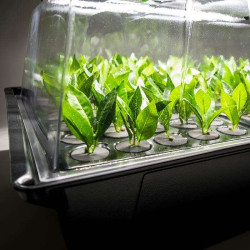 Nutriculture NC Propagator Aero/Hydro X-Stream 40, 60x41xh45 Nutriculture NC Propagator Aero/Hydro X-Stream 40, 60x41xh45