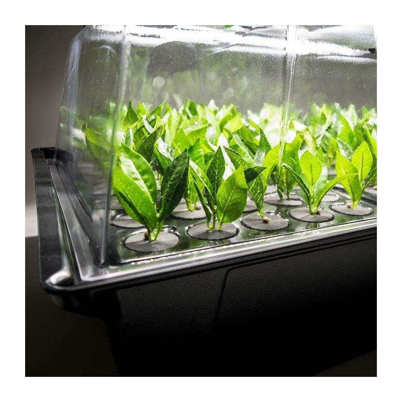 Nutriculture NC Propagator Aero/Hydro X-Stream 40, 60x41xh45 Nutriculture NC Propagator Aero/Hydro X-Stream 40, 60x41xh45