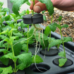 Nutriculture NC Propagator Aero/Hydro X-Stream 40, 60x41xh45 Nutriculture NC Propagator Aero/Hydro X-Stream 40, 60x41xh45