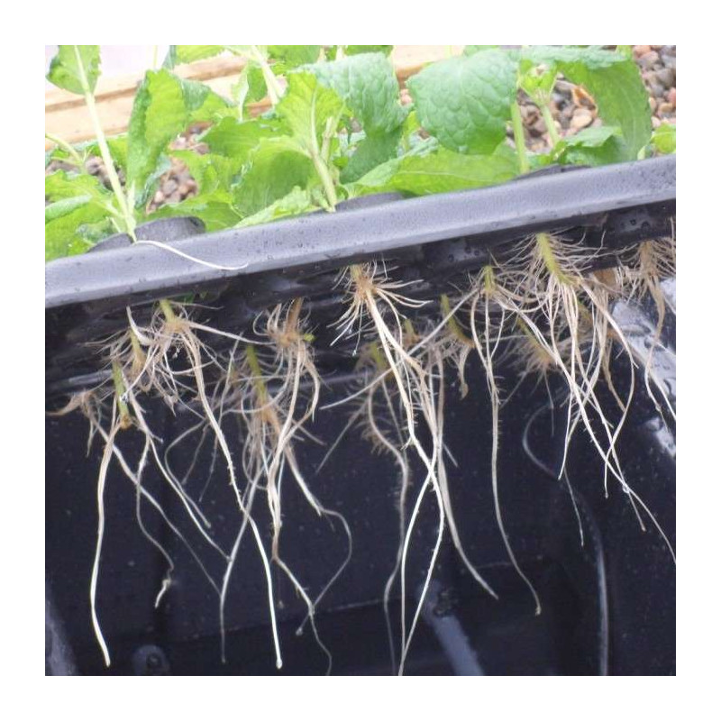 Nutriculture NC Propagator Aero/Hydro X-Stream 40, 60x41xh45 Nutriculture NC Propagator Aero/Hydro X-Stream 40, 60x41xh45