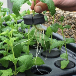 Nutriculture NC Propagator Aero/Hydro X-Stream 20, 59x46,5xh44cm Nutriculture NC Propagator Aero/Hydro X-Stream 20, 59x46,5xh44cm