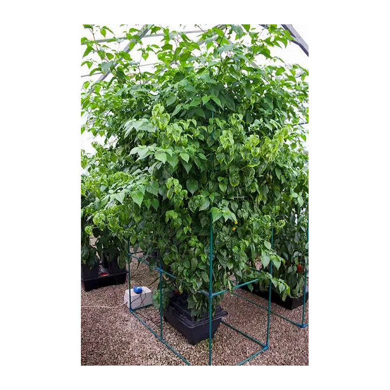 DWC OXYPOT 70L, Kompletny system hydroponiczny na 2 roślin, 82x58,5xh38cm / 70L NUTRICULTURE DWC OXYPOT 70L, Kompletny system hydroponiczny na 2 roślin, 82x58,5xh38cm / 70L NUTRICULTURE