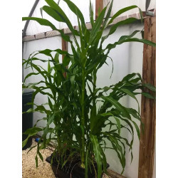DWC OXYPOT 70L, Kompletny system hydroponiczny na 2 roślin, 82x58,5xh38cm / 70L NUTRICULTURE DWC OXYPOT 70L, Kompletny system hydroponiczny na 2 roślin, 82x58,5xh38cm / 70L NUTRICULTURE