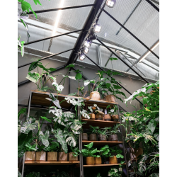 VERTICANA® Żarówka 35W | BIAŁA | soczewka 15° VERTICANA® Żarówka 35W | BIAŁA | soczewka 15°
