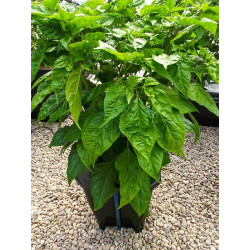 DWC OXYPOT 19L, Kompletny system hydroponiczny na jedną roślinę, 35x35xh38cm / 19L NUTRICULTURE