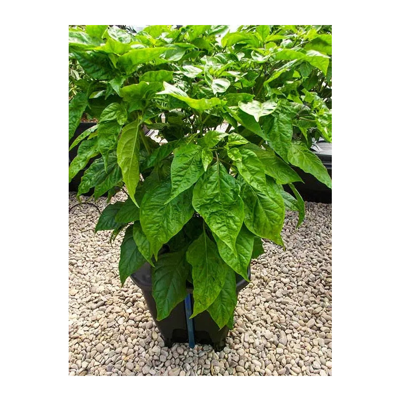 DWC OXYPOT 19L, Kompletny system hydroponiczny na jedną roślinę, 35x35xh38cm / 19L NUTRICULTURE