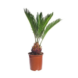 Growth Technology Palm Booster 300ml - stymulator wzrostu korzeni palm i juk PALMBOOSTER
