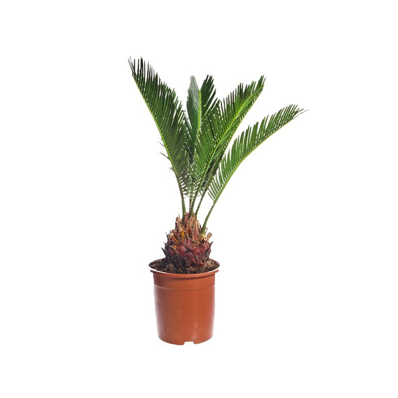 Growth Technology Palm Booster 300ml - stymulator wzrostu korzeni palm i juk PALMBOOSTER