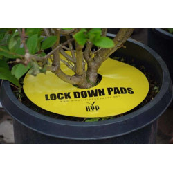HYP Lock down Pads Round 15cm (6'') - Okrągła Pułapka owadobójcza/ lep na owady 8szt HYP Lock down Pads Round 15cm (6'') - Okrągła Pułapka owadobójcza/ lep na owady 8szt