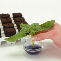 Growth Technology Root Riot Tray - kostki gąbki torfowe do sadzonek / klonów taca 24szt Growth Technology Root Riot Tray - kostki gąbki torfowe do sadzonek / klonów taca 24szt