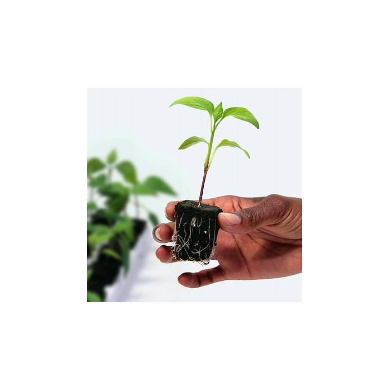 Growth Technology Root Riot Tray - kostki gąbki torfowe do sadzonek / klonów taca 24szt Growth Technology Root Riot Tray - kostki gąbki torfowe do sadzonek / klonów taca 24szt