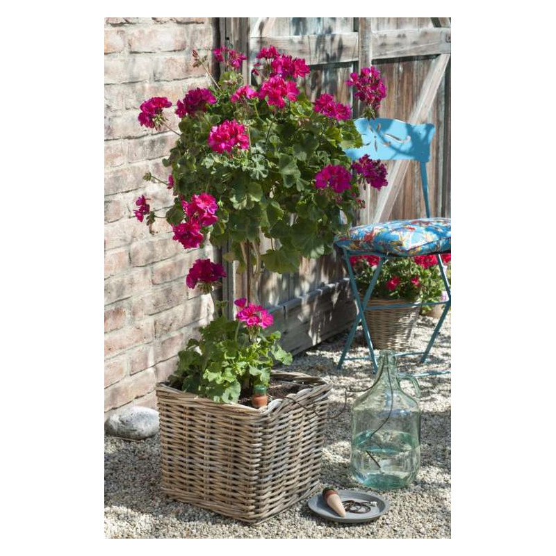 Blumat Classic dla roślin domowych 3 szt. - automatyczne podlewaczki