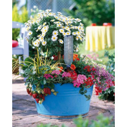 Blumat Easy Automatyczne podlewaczki butelkowe do kwiatów doniczkowych, 3 szt.