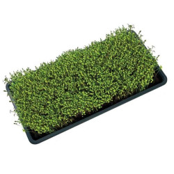 Taca uprawowa Garland do Microgreens / czarna z dziurami 56x28x3cm