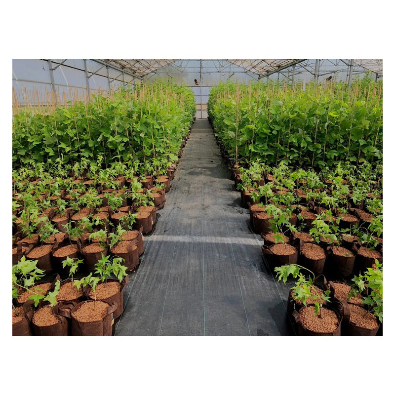 Growbag Root Pouch doniczka materiałowa 43x38cm 56L z uchwytami brązowa