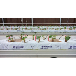 Grodan Mata z Wełny Mineralnej Grotop Master® 100x15x7,5cm / 2 warstwy włókien Grodan Mata z Wełny Mineralnej Grotop Master® 100x15x7,5cm / 2 warstwy włókien