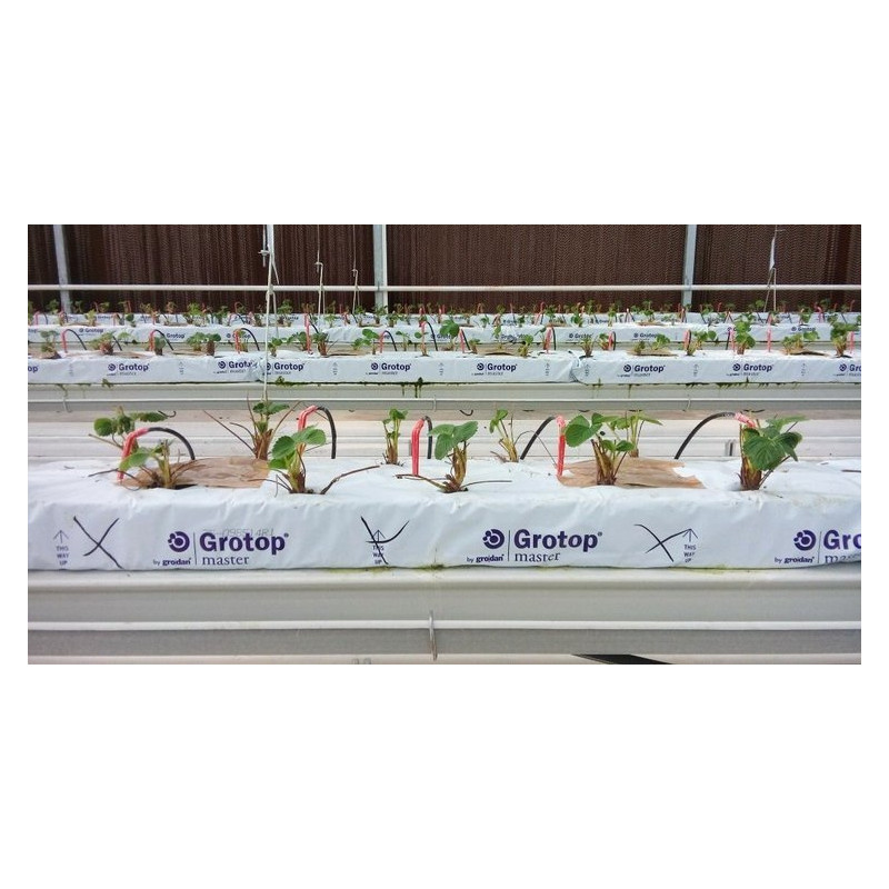 Grodan Mata z Wełny Mineralnej Grotop Master® 100x15x7,5cm / 2 warstwy włókien Grodan Mata z Wełny Mineralnej Grotop Master® 100x15x7,5cm / 2 warstwy włókien