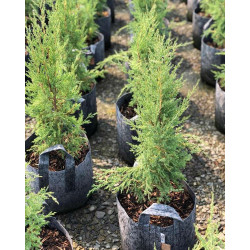 Growbag Root Pouch doniczka materiałowa 43x38cm 56L z uchwytem szara