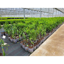 Growbag Root Pouch doniczka materiałowa 43x38cm 56L z uchwytem szara