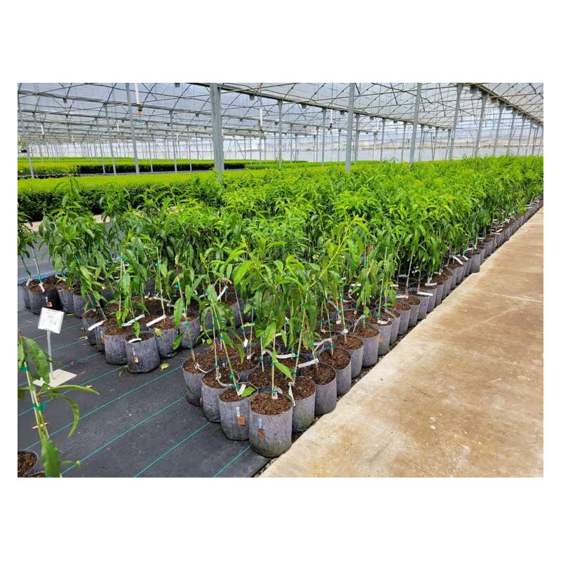 Growbag Root Pouch doniczka materiałowa 43x38cm 56L z uchwytem szara