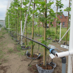 Growbag Root Pouch doniczka materiałowa 43x38cm 56L z uchwytem szara