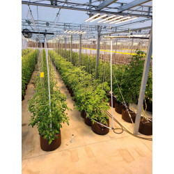 Growbag Root Pouch doniczka materiałowa 38x40cm 45L z uchwytami brązowa