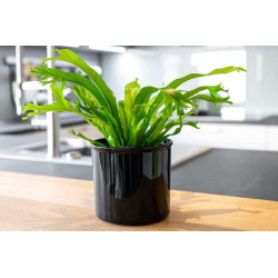 LENI CORONA 15/12 osłonka cylindryczna czarna z połyskiem