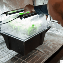 Nutriculture NC Propagator Aero/Hydro X-Stream 120, 117x65xh48cm