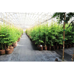 Growbag Root Pouch doniczka materiałowa 29x36cm 22L z uchwytami brązowa