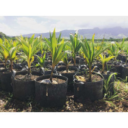 Growbag Root Pouch doniczka materiałowa 29x36cm 22L z uchwytem czarna