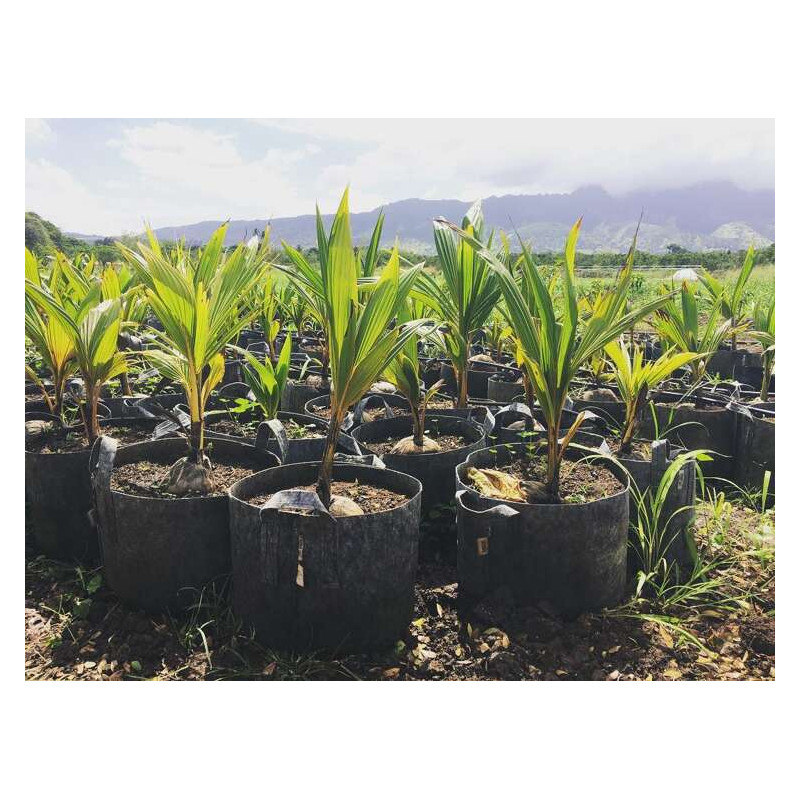 Growbag Root Pouch doniczka materiałowa 29x36cm 22L z uchwytem czarna