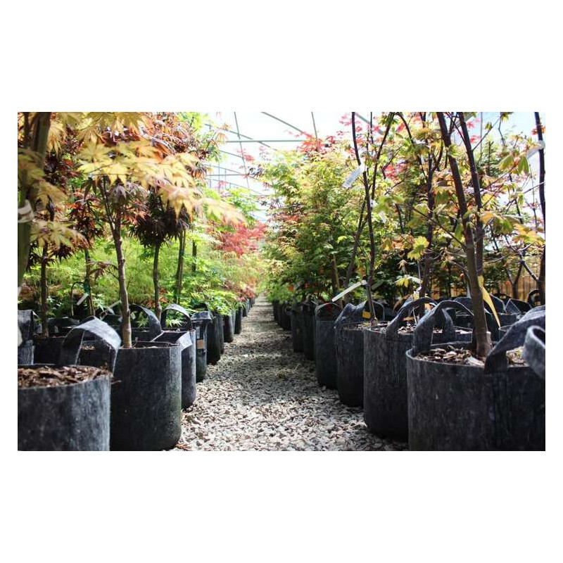 Growbag Root Pouch doniczka materiałowa 29x36cm 22L z uchwytem czarna