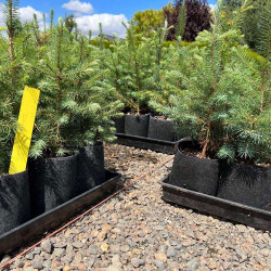 Growbag Root Pouch doniczka materiałowa 29x36cm 22L z uchwytem czarna