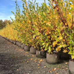 Growbag Root Pouch doniczka materiałowa 29x36cm 22L z uchwytem czarna