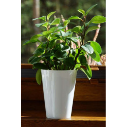 Doniczka ozdobna Tubus Slim Shine 28,6x15cm 3,3L