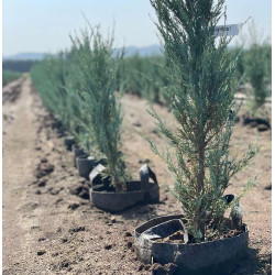 Growbag Root Pouch doniczka materiałowa 29x36cm 22L z uchwytem szara