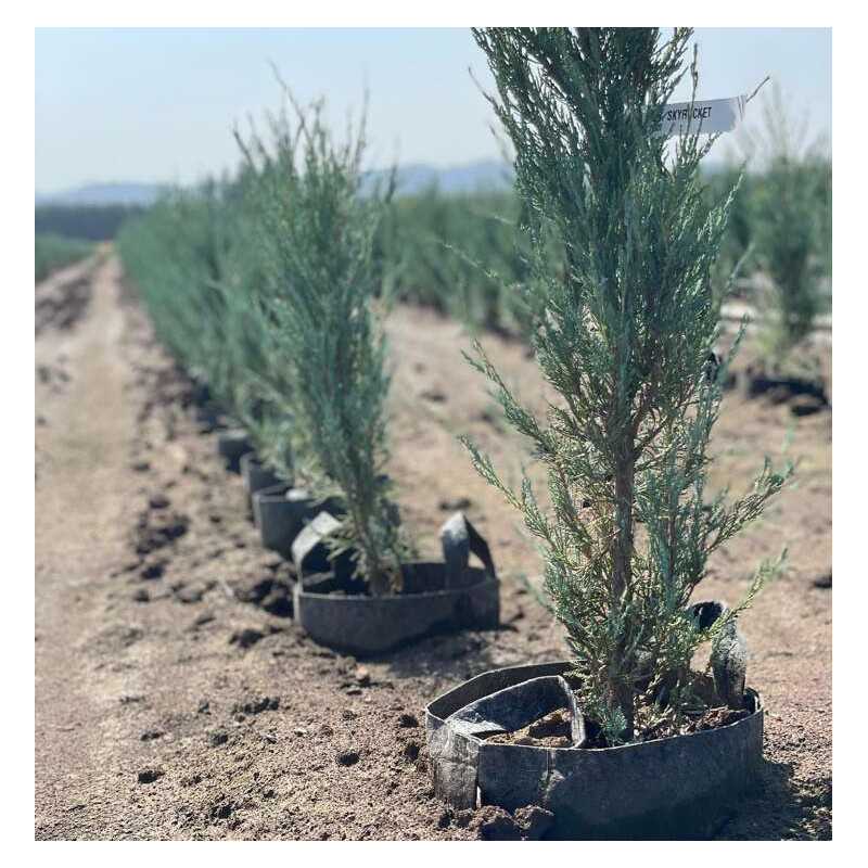 Growbag Root Pouch doniczka materiałowa 29x36cm 22L z uchwytem szara