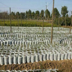 White Grow Bag 9 x 26 cm 50 sztuk 1,65L - biodegradowalne doniczki materiałowe do rozsad White Grow Bag 9 x 26 cm 50 sztuk 1,65L - biodegradowalne doniczki materiałowe do rozsad