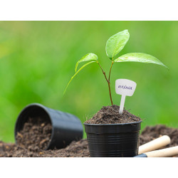 Herbgarden Plant Tags - białe etykiety do oznaczania roślin 20szt Herbgarden Plant Tags - białe etykiety do oznaczania roślin 20szt