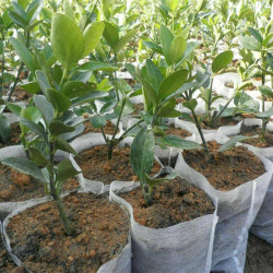 White Grow Bag 8 x 20 cm 50 sztuk 1L - biodegradowalne doniczki materiałowe do rozsad White Grow Bag 8 x 20 cm 50 sztuk 1L - biodegradowalne doniczki materiałowe do rozsad