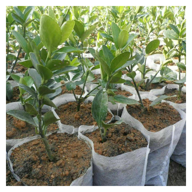White Grow Bag 8 x 20 cm 50 sztuk 1L - biodegradowalne doniczki materiałowe do rozsad White Grow Bag 8 x 20 cm 50 sztuk 1L - biodegradowalne doniczki materiałowe do rozsad