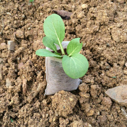 White Grow Bag 8 x 20 cm 50 sztuk 1L - biodegradowalne doniczki materiałowe do rozsad White Grow Bag 8 x 20 cm 50 sztuk 1L - biodegradowalne doniczki materiałowe do rozsad