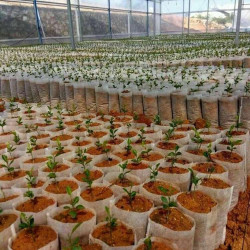 White Grow Bag 8 x 20 cm 50 sztuk 1L - biodegradowalne doniczki materiałowe do rozsad White Grow Bag 8 x 20 cm 50 sztuk 1L - biodegradowalne doniczki materiałowe do rozsad