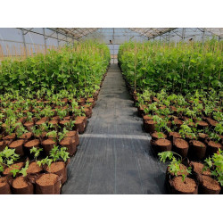 Growbag Root Pouch doniczka materiałowa 25,5x21,5cm 12L brązowa