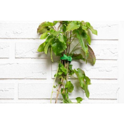 Black & Decker Garden plugs - opaski zaciskowe do roślin 20 szt