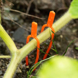 Plastikowe klipsy mocujące do roślin 50szt