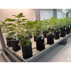 Growbag Root Pouch doniczka materiałowa 13x15cm 2L Thin Black