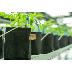 Growbag Root Pouch doniczka materiałowa 13x15cm 2L Thin Black