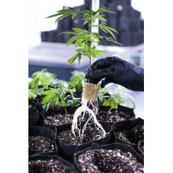 Growbag Root Pouch doniczka materiałowa 13x15cm 2L Thin Black