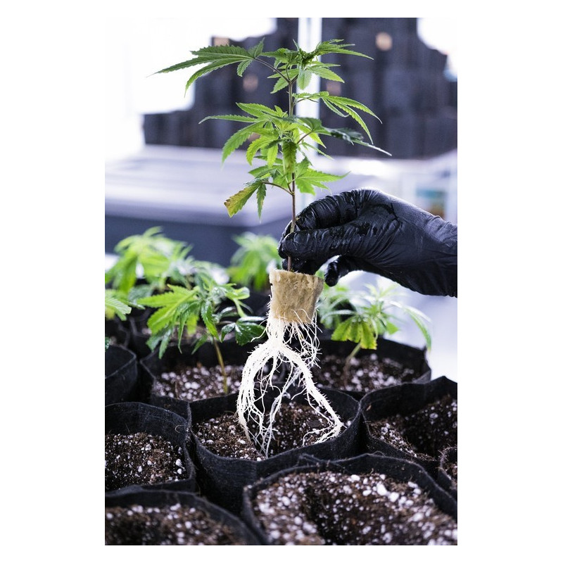 Growbag Root Pouch doniczka materiałowa 13x15cm 2L Thin Black